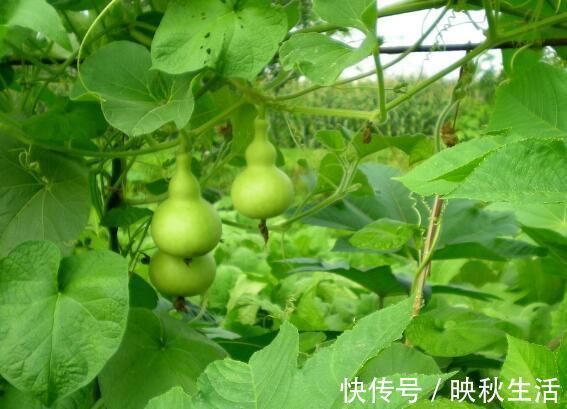 瓜氨酸|高血压朋友注意了 多吃这几种食物, 能让血压乖乖下降, 别错过了!