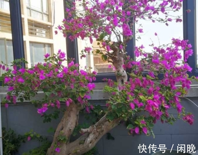 五种便宜花,越老越值钱,六年就成桩,身价翻番,可当“传家宝”