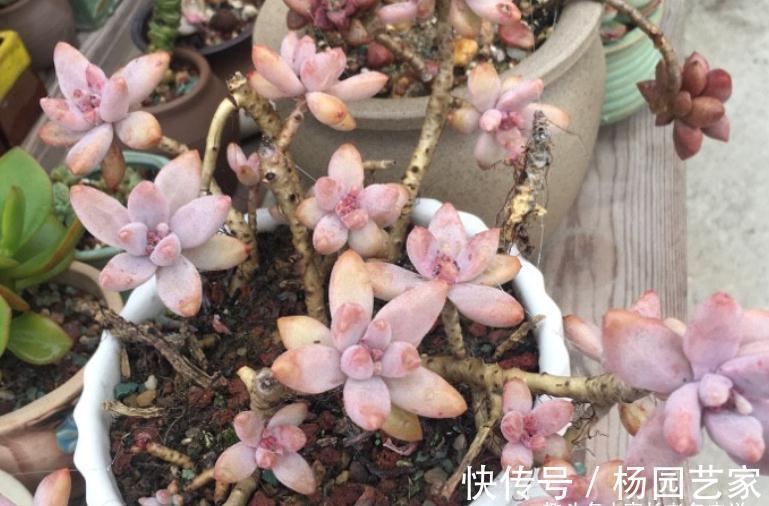 多肉冬美人跟秋丽比高低？冬美人皮实更胜一筹，秋丽颜值略胜一分