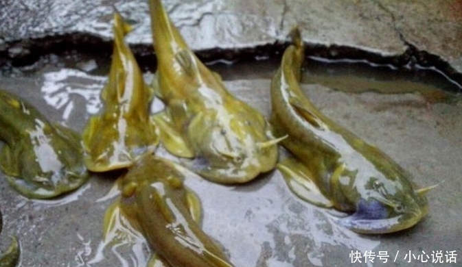 消失|南方即将消失的5种野生淡水美味,第一种价格高达600元一斤