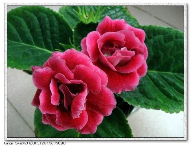 漂亮的花用剪碎的叶片,都能插活一大盆,谁说扦插难