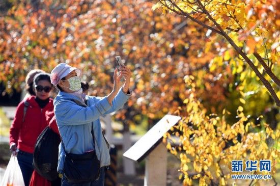  秋日|北京:秋日赏叶 乐享周末