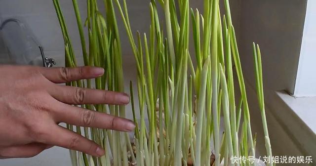 纸箱|大蒜发芽不要再扔了,教你一招,一冬天吃新鲜蒜黄,实用