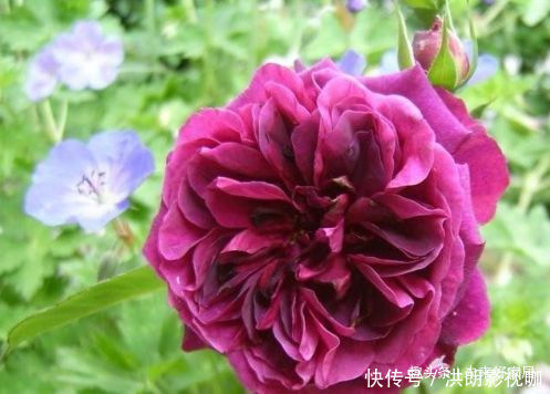 豆瓣兰|喜欢玫瑰,不如养盆“高档玫瑰”曼斯特德伍德,花色深红,好养活