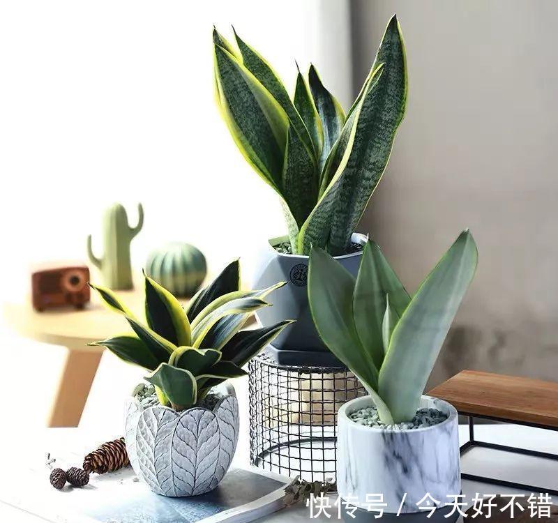 柠檬树|卧室不要乱养花,4种“催眠花”,净化夜间空气,一觉睡到大天亮