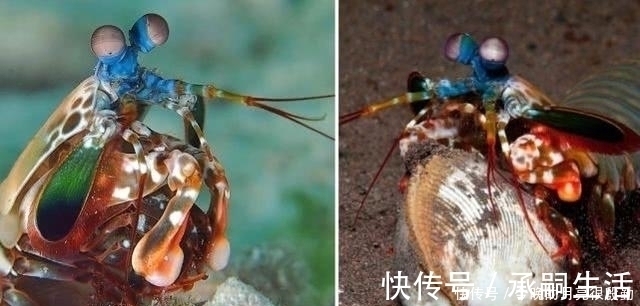 生物|出拳快过泰森李小龙，一拳锤爆蛤蜊玻璃，什么生物具有如此威力