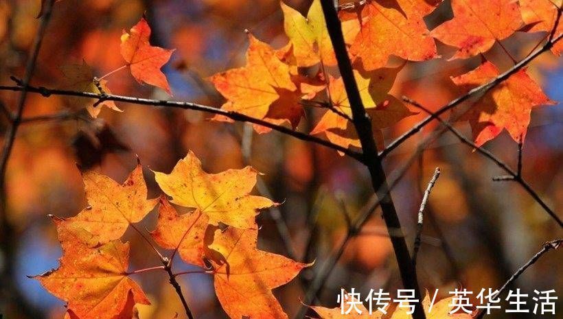 属相|未来3周有幸运缠身，财神爷垂爱的3属相，求财容易，鱼跃龙门