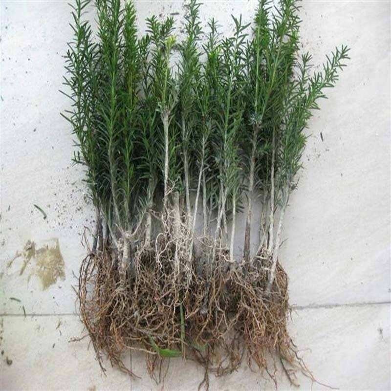 珍珠吊兰|提醒大家回老家瞅见这植物,必定多挖几株,养在卧室,健康无忧