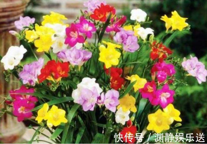 盆栽|正月二十四,庭院养4种“富贵花”,花朵大、颜色艳,一养就上瘾