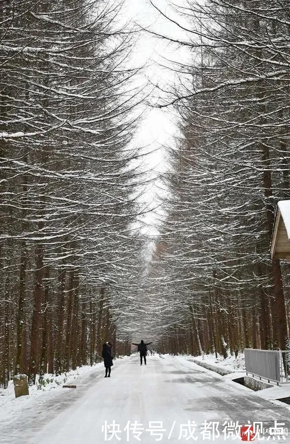 世界|这里是光雾山，是如画的冰雪世界