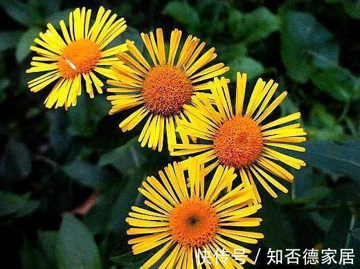农历|农历7月13号起,最适合养这些花,花朵五颜六色,一开300天