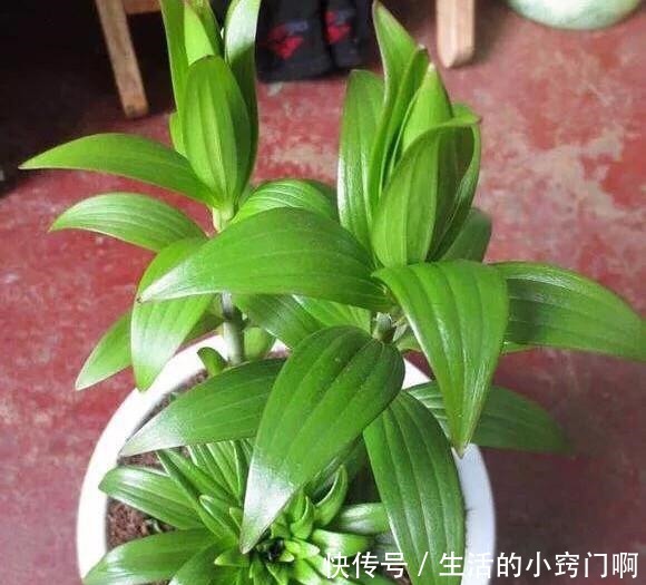 4种“漂亮花”,炎热夏天里,一浇一个死,管住手,花满头!