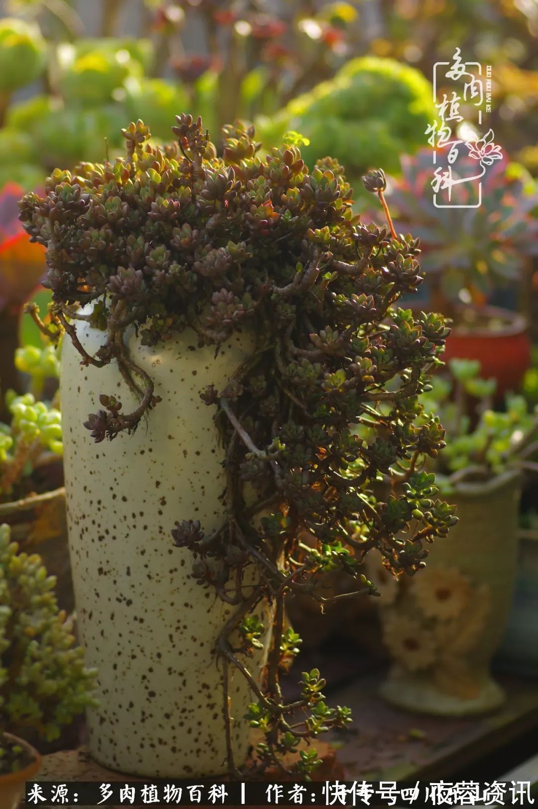 夏天|夏天日晒雨淋,秋老虎来势汹汹,你的多肉准备好逆袭了吗