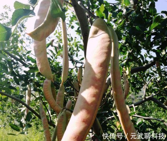 皂角|这个树农村遍地都是,浑身都是宝,用它洗头又干净又健康!