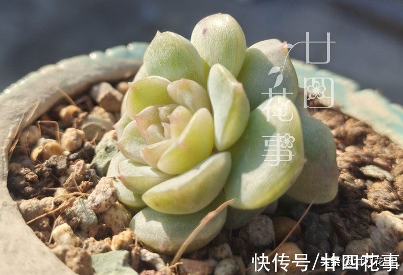 新手养多肉不会浇水？1个小技巧，看一看捏一捏，轻松控水出状态