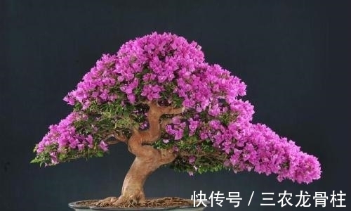 三角梅|三角梅的种植技巧