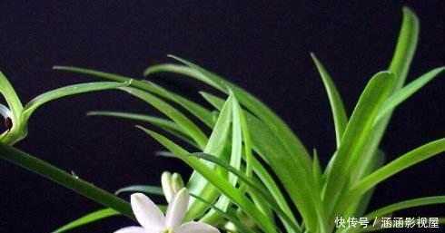 吊兰的最爱,没事喝喝“它”,个头蹿蹿,藤蔓到处爬!