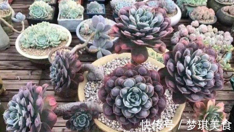 仙人球|俗话说:“勤人养鱼,懒人养花”,这6种花最适合懒人去养