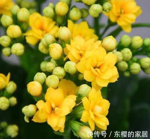 在家养花,就养3种“招财花”,天天好运来,富贵人家都会养