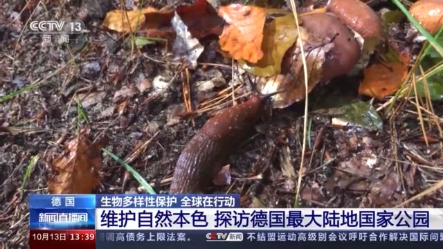 生物|维护自然本色 探访德国最大陆地国家公园