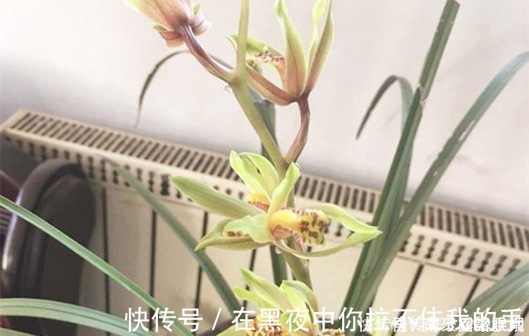 菇凉|兰花爱喝这种“催花水”，什么淘米水、过期药都不如它，简单实用