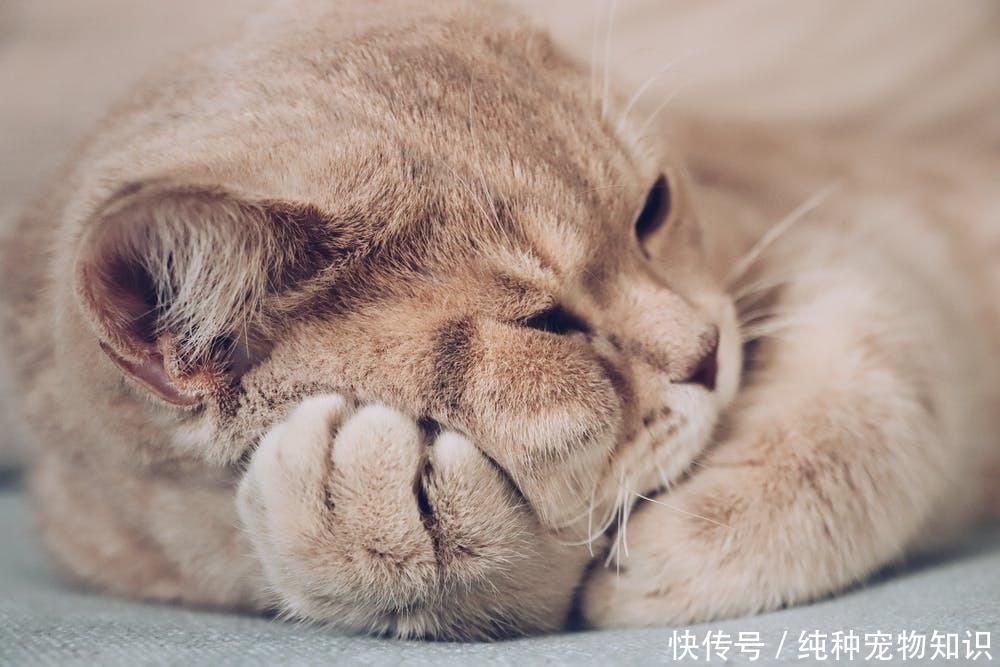 成年英短蓝猫标准体重 成年英短蓝猫标准体重