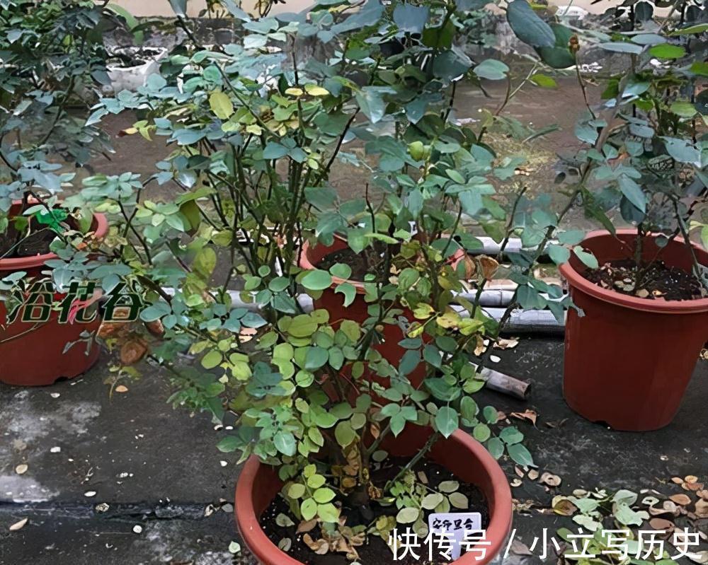 天冷了，15种漂亮花喜欢“大太阳”，多晒长得壮，花更多