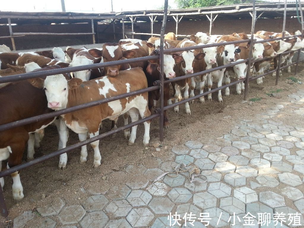 牛犊|犊牛消化不好拉稀喂点什么药?牛犊消化不良拉稀用什么药?