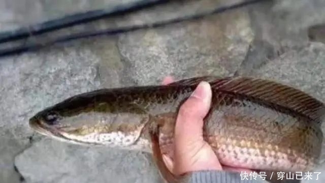 饵料|钓黑鱼技巧：黑鱼用什么饵料钓最好？