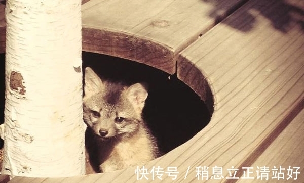 邻居|Facebook总部的新邻居　密谋接管网路世界．．．