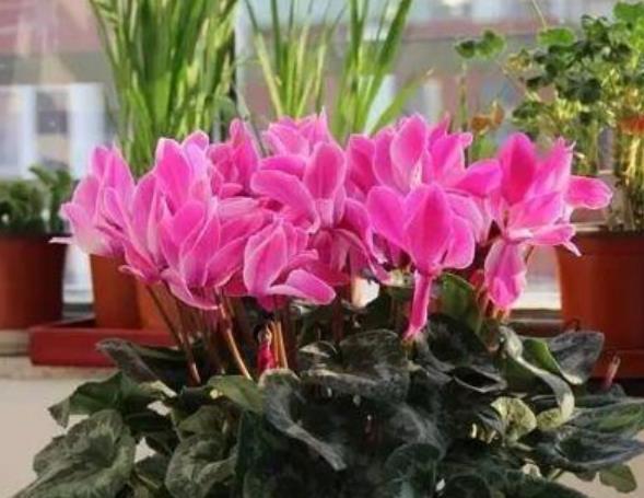 家养急症植物,随便养都能活,开花特漂亮,阳台开出花海