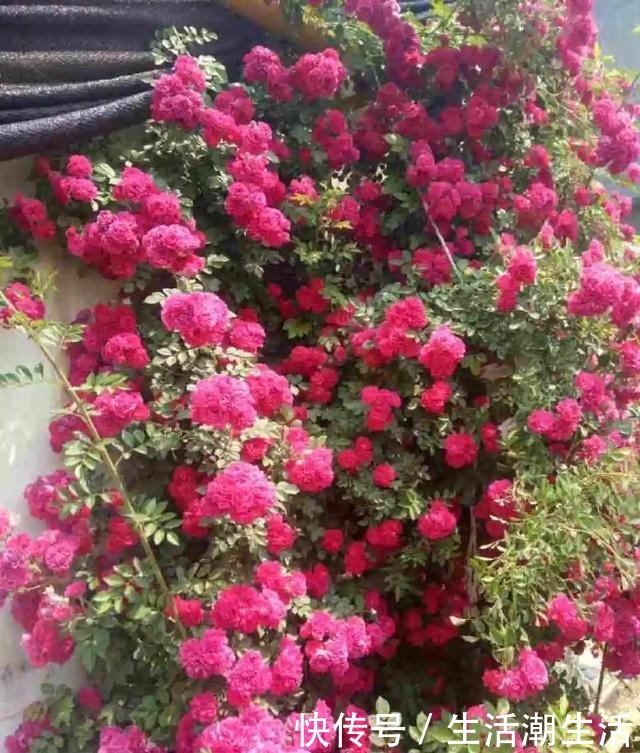 50年的桂花树，卖了5万块钱，大家觉得值吗！