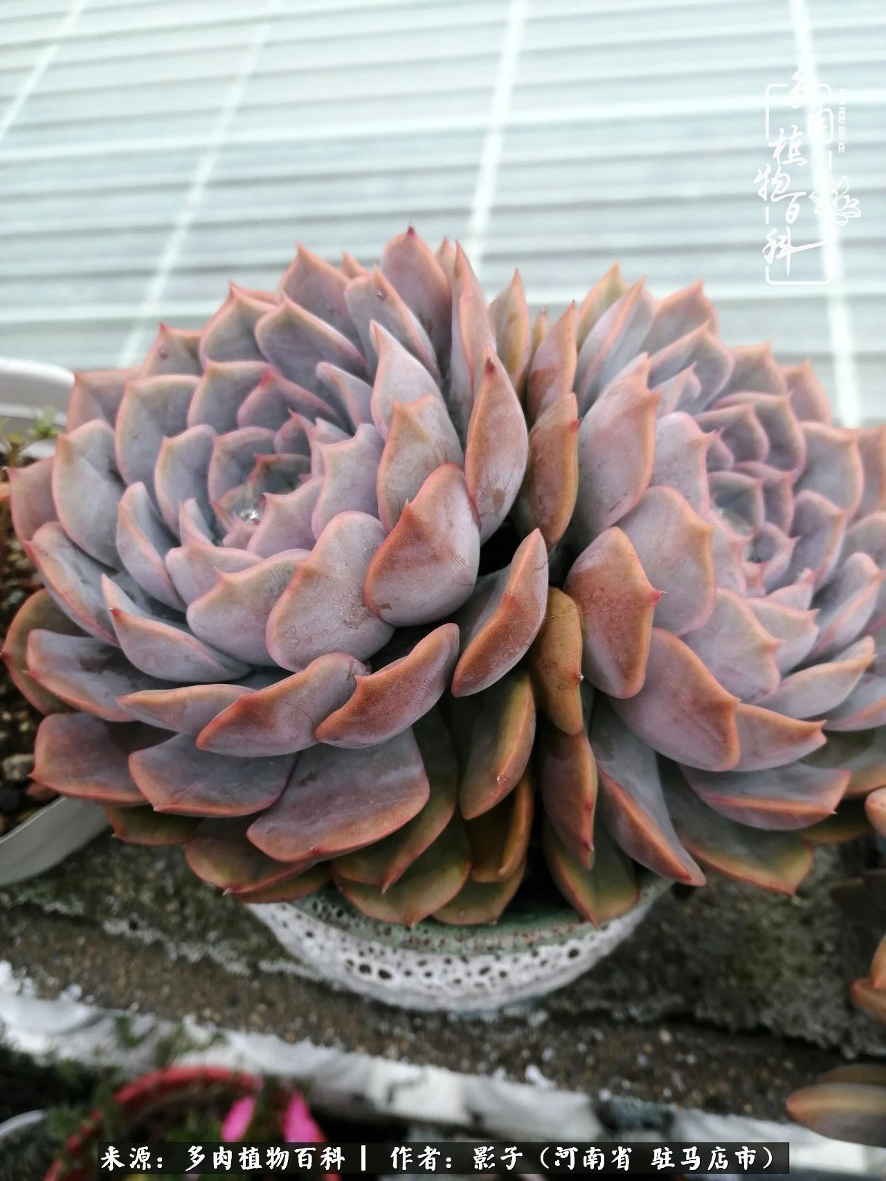 阳台上|被风雨洗礼的多肉越来越漂亮了,忍不住又往坑里跳!