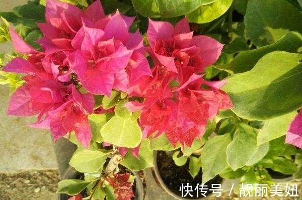 天冷养花,早晨别做这几件事,植物才会感激你哦