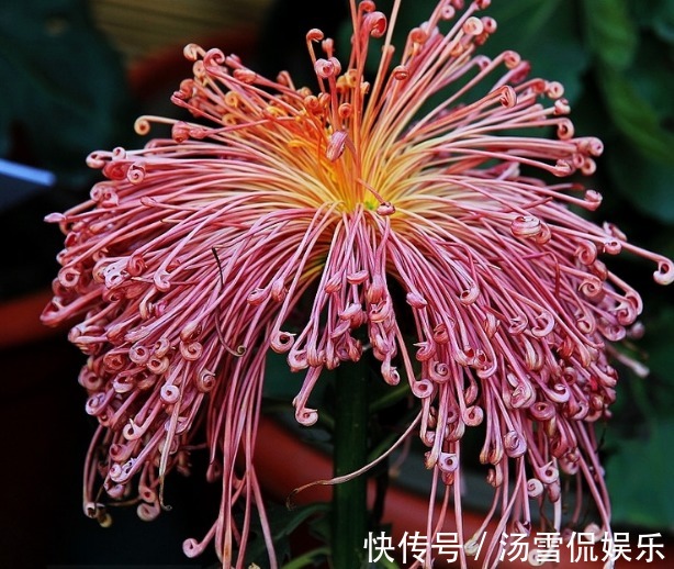 喜欢养菊,不如养盆“菊中珍品”飞鸟美人,花似美人起舞,美呆!