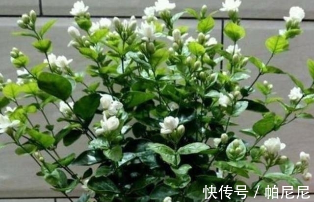 家里养这“4种花”,立春过后要“修剪”,晚了长势弱,影响开花