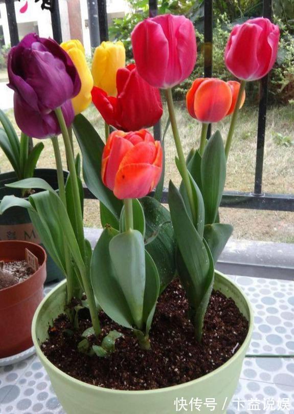 卧室养花避开这5种,熏得头晕脑胀,最容易失眠