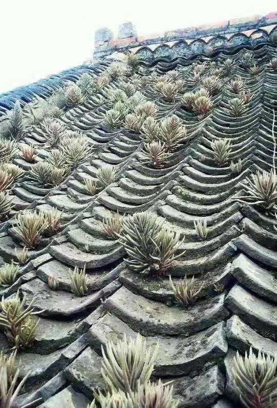 过年回老家,看看屋顶,有没有“房神”这可不是野草,这是福气