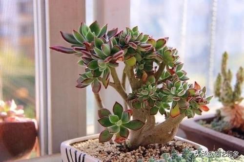 锦晃星杆子扦插后多久浇水？