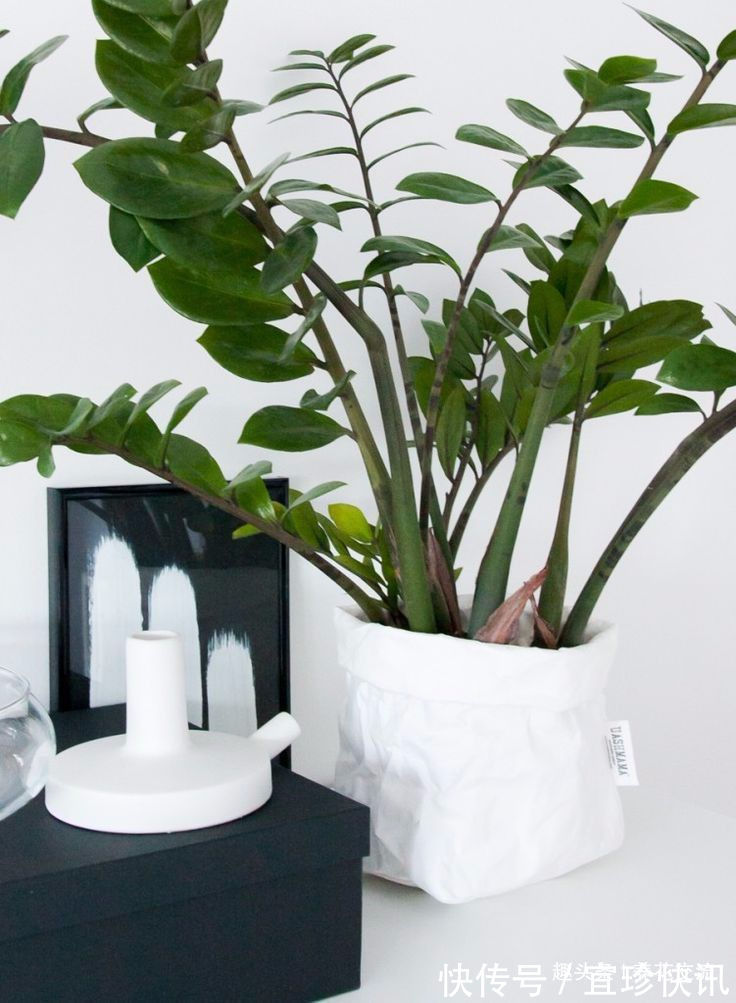 养花10多年总结的室内养花技巧,让新手也能养好花,避免叶黄