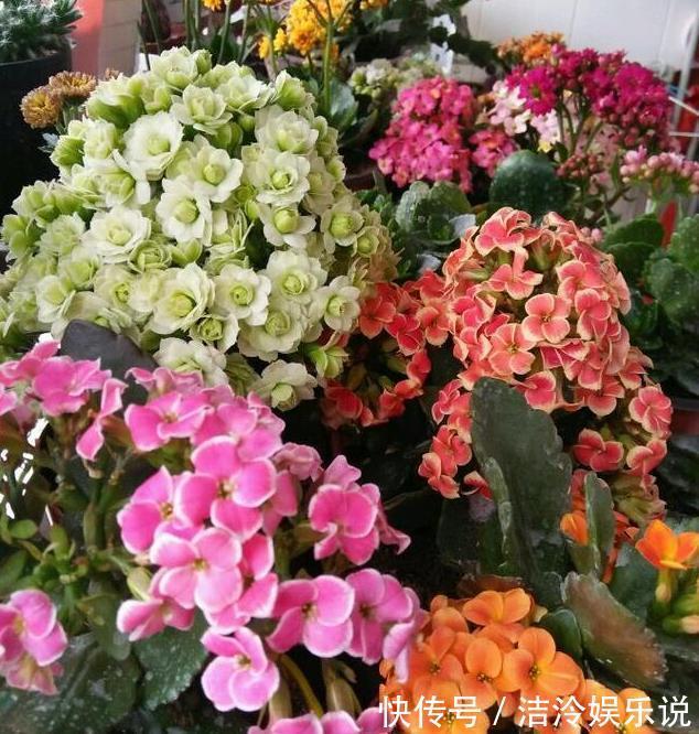 3种花爱喝水，2天一杯水，新芽呼呼冒，长得快，越浇长越旺！