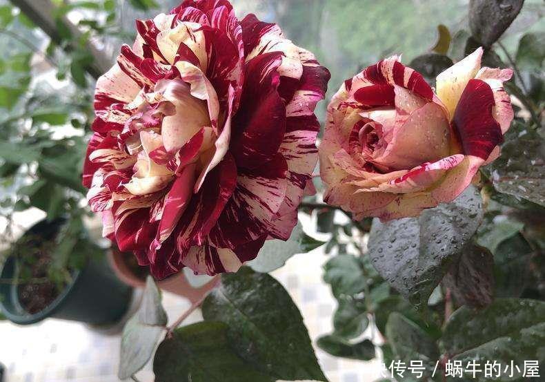 可爱|有一种花好可爱,像棒棒糖一样,只听名字就觉得心里好甜