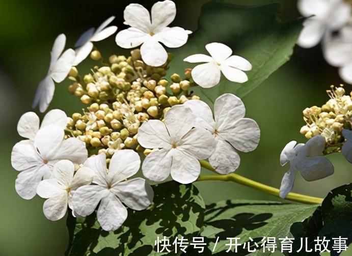 名字好听的15种花,你见过几个