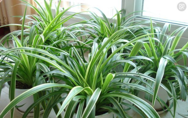 爆盆|文竹、绿萝、吊兰生长慢吞吞,学我这么养,疯狂蹿个长爆盆