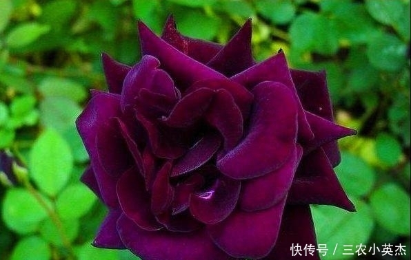 品种|最珍贵七彩玫瑰花品种图片大全!