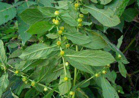 野草|乡下一种野草,浑身上下都是宝,并且还有着极高的药用价值