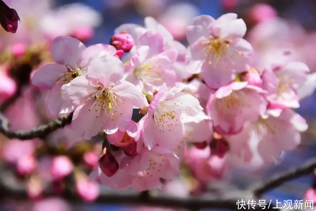 樱花、梅花、玉兰……开启多彩春天，赶紧预约打卡