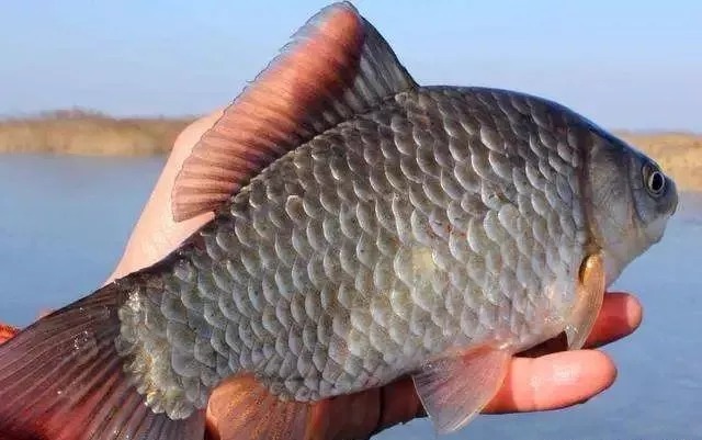 野钓鲫鱼用几号鱼钩合适？原来很多钓友都用错了，难怪“空军”