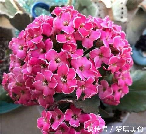 长寿花最喜欢这“3种肥”,盆里用上它,叶厚花多,开花不断