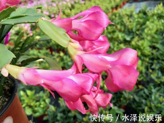 花期|蟹爪兰过了休眠期，叶子发红软塌塌，找到病因还能救回来